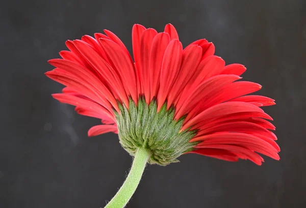 Bouquet Belles Fleurs Sur Fond Sombre Concept Été Vue Rapprochée — Photo