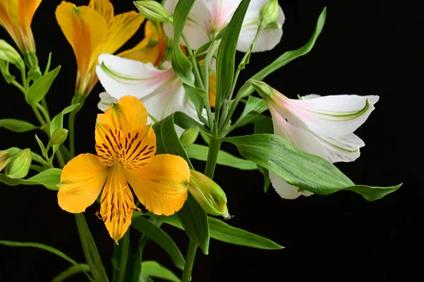 Kytice Krásné Květiny Tmavém Pozadí Letní Koncept Zblízka — Stock fotografie