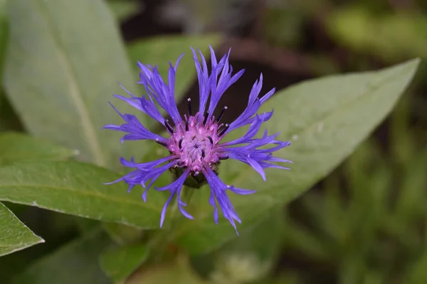 Hermosas Flores Que Crecen Jardín Día Soleado —  Fotos de Stock