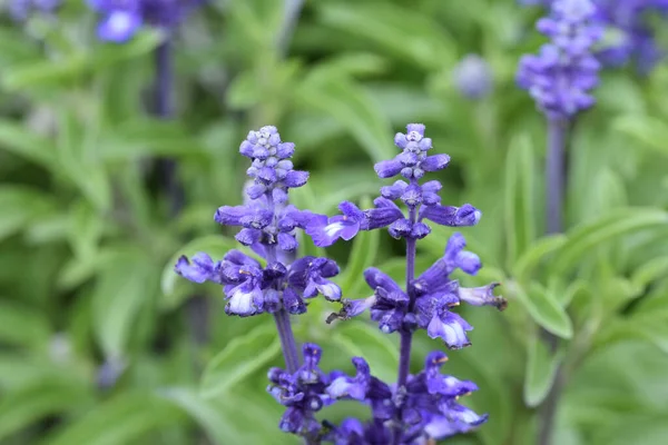 Schöne Blumen Die Sonnigen Tagen Garten Wachsen — Stockfoto