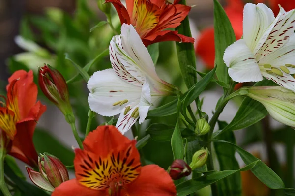 Krásné Květiny Rostoucí Zahradě Slunečného Dne — Stock fotografie