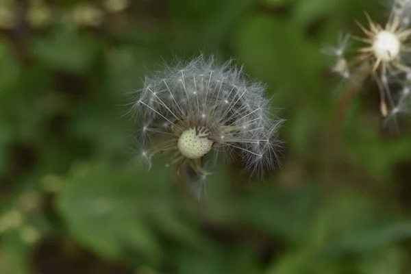 Hermosa Flor Diente León Esponjoso Blanco Sobre Fondo Oscuro Concepto —  Fotos de Stock