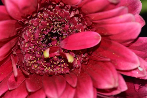 Beautiful Gerbera Dark Background Summer Concept Close View — Stock Photo, Image