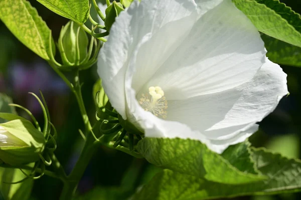 Belle Fleur Poussant Dans Jardin Jour Ensoleillé — Photo