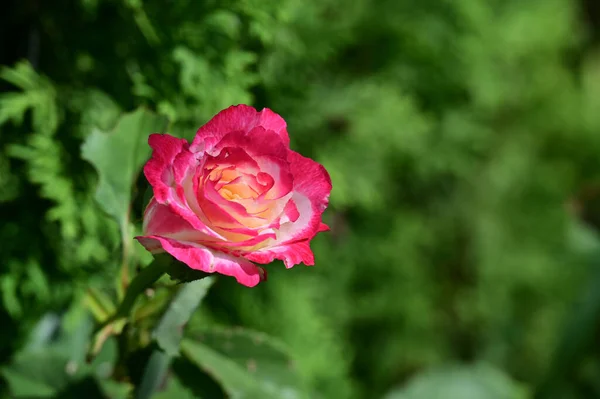 Piękne Kwiaty Rosnące Ogrodzie Słoneczny Dzień — Zdjęcie stockowe