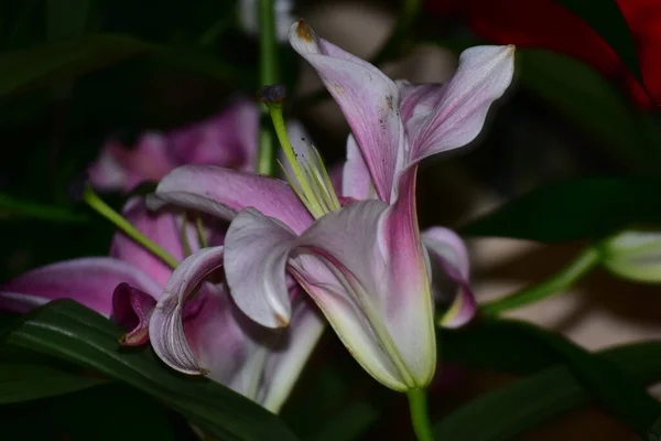 深色背景的美丽花朵花束 夏季概念 — 图库照片