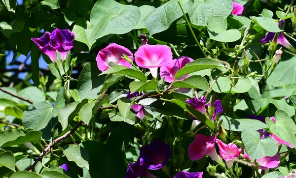 Flores Bonitas Que Crescem Jardim Dia Ensolarado — Fotografia de Stock