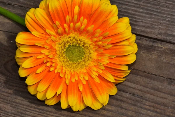 Belles Fleurs Gerbera Concept Été Vue Rapprochée — Photo