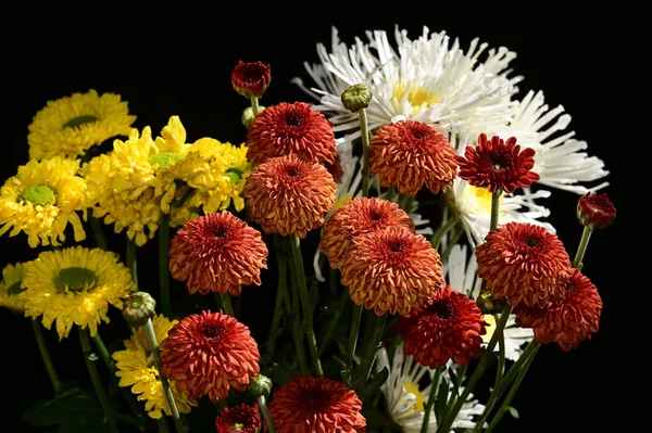 深色背景的美丽花朵花束 夏季概念 — 图库照片