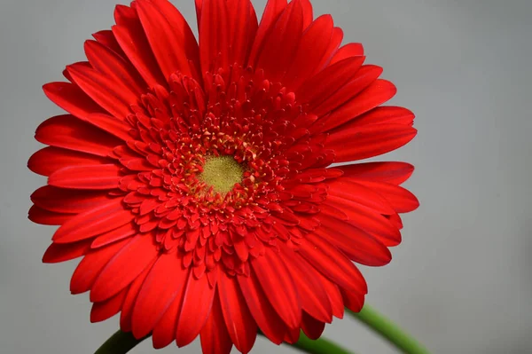 Schöne Gerbera Blumen Sommerkonzept Nahsicht — Stockfoto