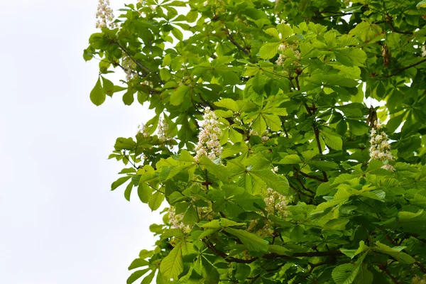 Kaštanové Větve Krásnými Květy Detailní Záběr Jarní Koncept — Stock fotografie