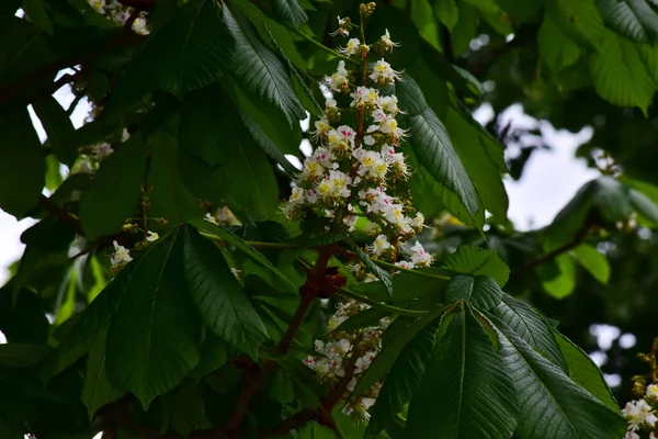 Flores Bonitas Que Crescem Jardim Dia Ensolarado — Fotografia de Stock