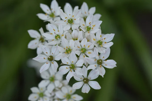 Belles Fleurs Poussant Dans Jardin Soleil Jour — Photo