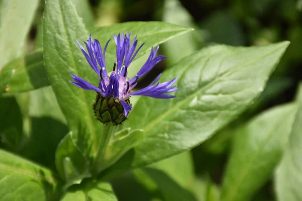 Hermosas Flores Que Crecen Jardín Día Soleado —  Fotos de Stock