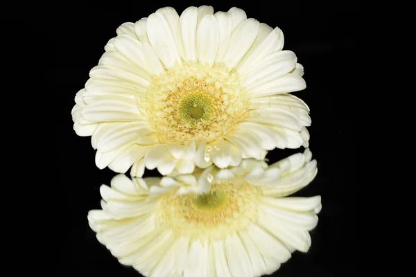 Bunga Gerbera Indah Latar Belakang Gelap Konsep Musim Panas Pandangan — Stok Foto