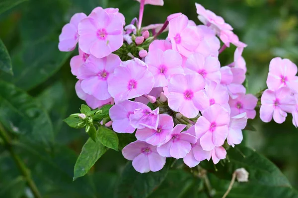 Güneşli bir günde bahçede büyüyen güzel çiçekler. 