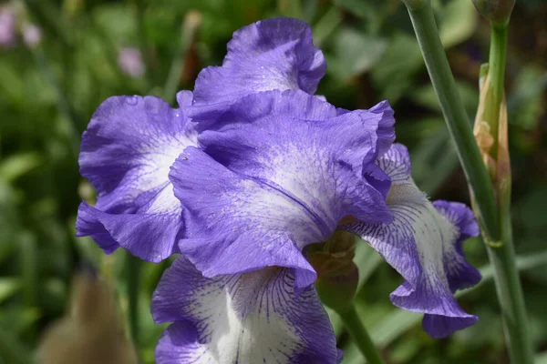 Hermoso Iris Creciendo Jardín Verano Día Soleado — Foto de Stock