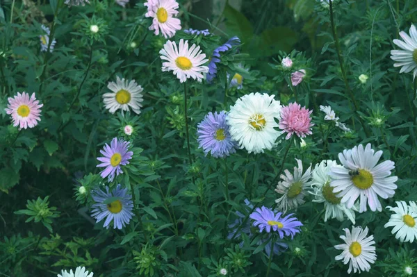 Flores Bonitas Que Crescem Jardim Dia Ensolarado — Fotografia de Stock