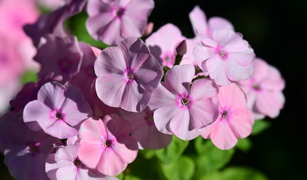 Vackra Blommor Xer Trã Dgã Rden Solig Dag — Stockfoto