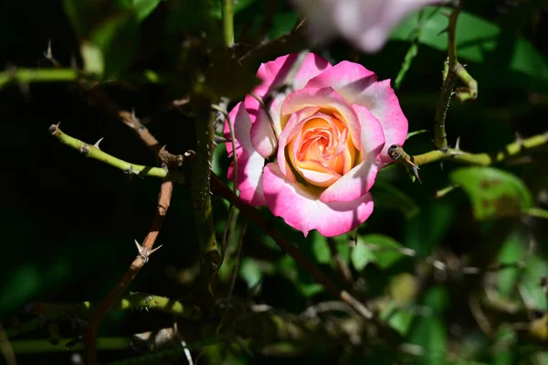 Bela Rosa Flor Crescendo Jardim Verão Dia Ensolarado — Fotografia de Stock