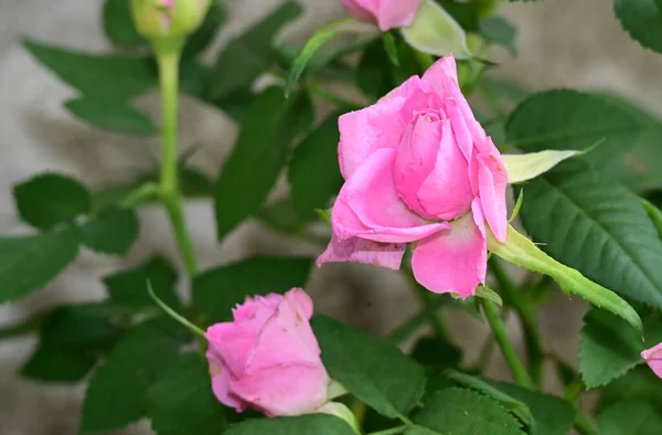 Belles Fleurs Poussant Dans Jardin Soleil Jour — Photo