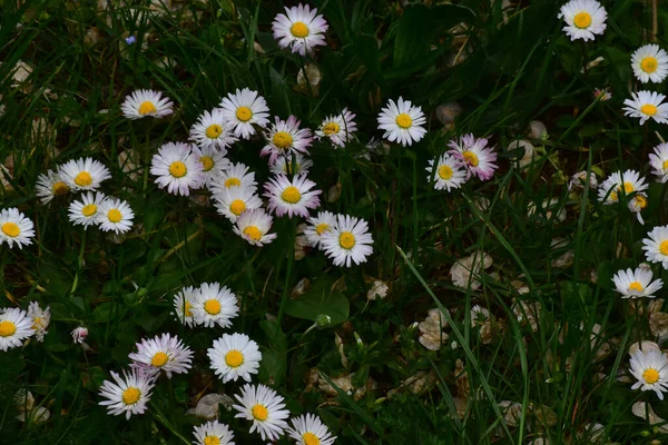 정원에 아름다운 꽃들이 — 스톡 사진