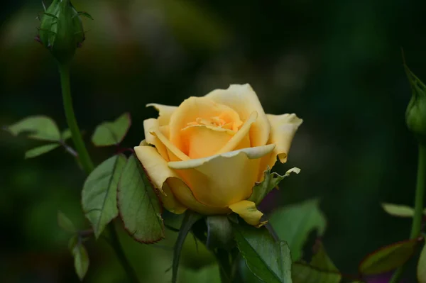 Schöne Blumen Die Sonnigen Tagen Garten Wachsen — Stockfoto