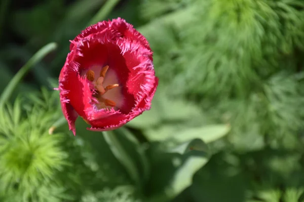 Bellissimi Fiori Che Crescono Giardino Nella Giornata Sole — Foto Stock