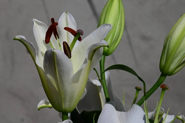 Bellissimi Fiori Che Crescono Giardino Nella Giornata Sole — Foto Stock