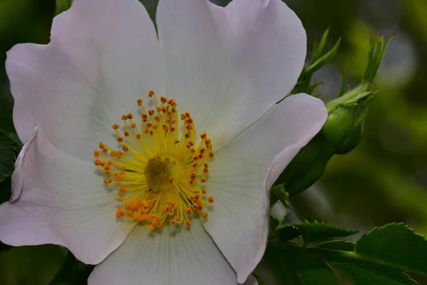 Schöne Blumen Die Sonnigen Tagen Garten Wachsen — Stockfoto