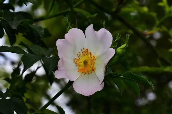 Schöne Blumen Die Sonnigen Tagen Garten Wachsen — Stockfoto