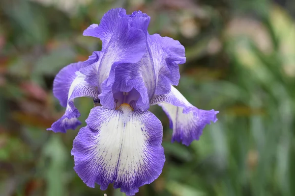 Mooie Bloemen Groeien Tuin Zonnige Dag — Stockfoto