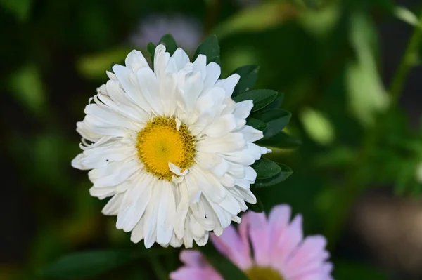 Flores Bonitas Que Crescem Jardim Dia Ensolarado — Fotografia de Stock