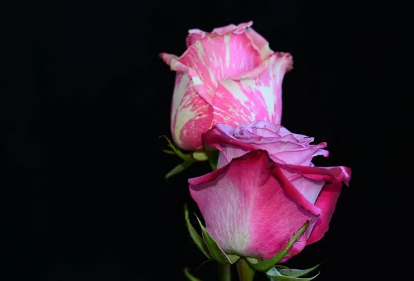 Koyu Arkaplanda Güzel Güller Yaz Konsepti Yakın Manzara — Stok fotoğraf