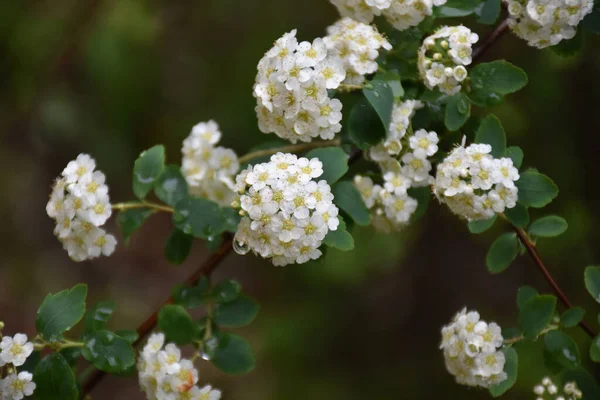 Mooie Bloemen Groeien Tuin Zonnige Dag — Stockfoto