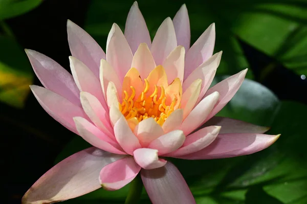 Beautiful Blooming Lotus Growing Pond Summer Day — Stock Photo, Image