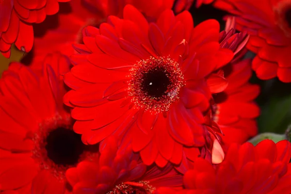 Bellissimi Fiori Gerbera Concetto Estivo Vista Vicino — Foto Stock