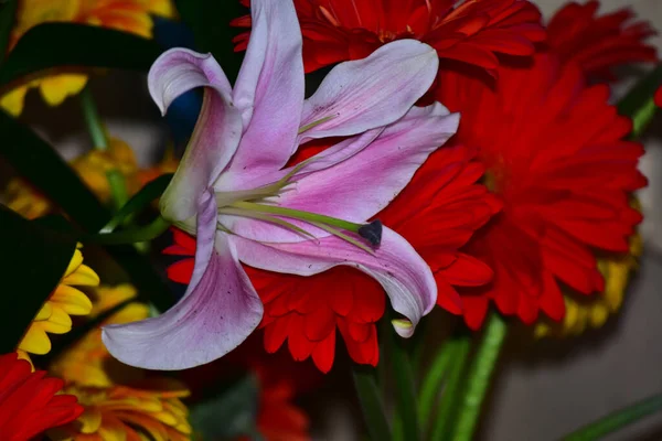 深色背景的美丽花朵花束 夏季概念 — 图库照片