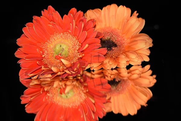 Schöne Gerbera Blüten Auf Dunklem Hintergrund Sommerkonzept Nahsicht — Stockfoto