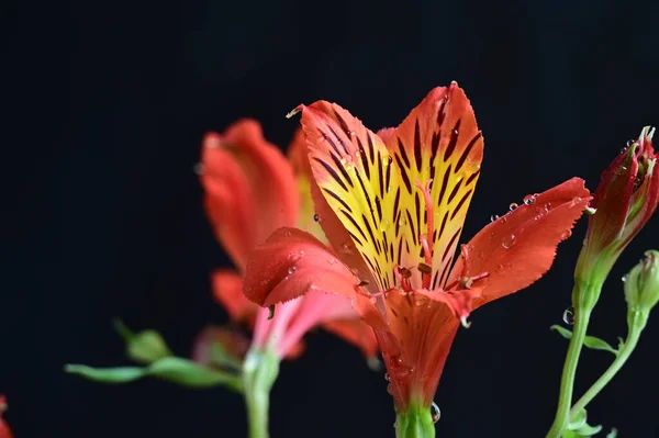 暗い背景に美しい花の花束 夏のコンセプト — ストック写真