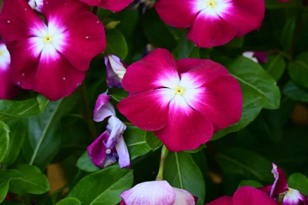 Flores Bonitas Que Crescem Jardim Dia Ensolarado — Fotografia de Stock