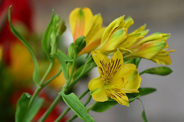 Bellissimi Fiori Che Crescono Giardino Nella Giornata Sole — Foto Stock