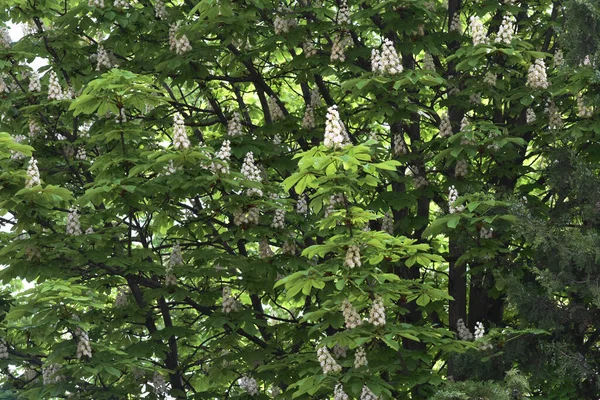 Güzel Çiçekli Kestane Ağacı Dalları Yakın Plan Bahar Konsepti — Stok fotoğraf