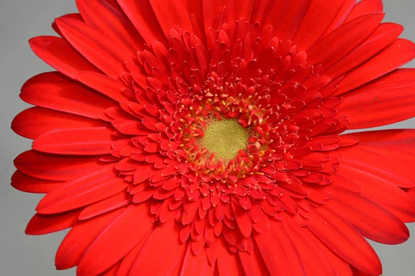 Beautiful Gerbera Flowers Summer Concept Close View — Stock Photo, Image