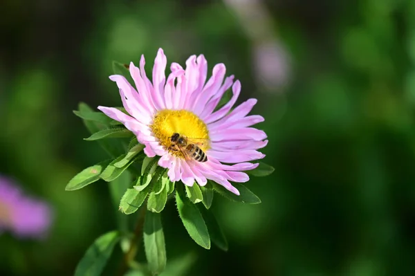 Belles Fleurs Poussant Dans Jardin Soleil Jour — Photo