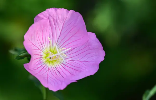 Hermosa Flor Que Crece Jardín Día Soleado —  Fotos de Stock