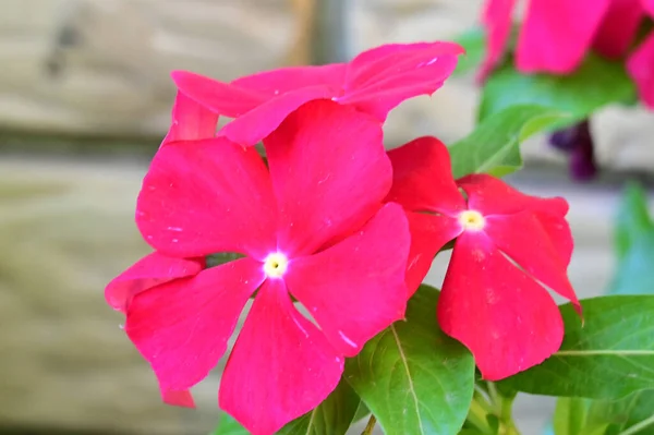 Belles Fleurs Poussant Dans Jardin Soleil Jour — Photo