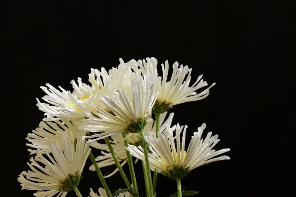 Ramo Hermosas Flores Sobre Fondo Oscuro Concepto Verano Vista Cercana —  Fotos de Stock