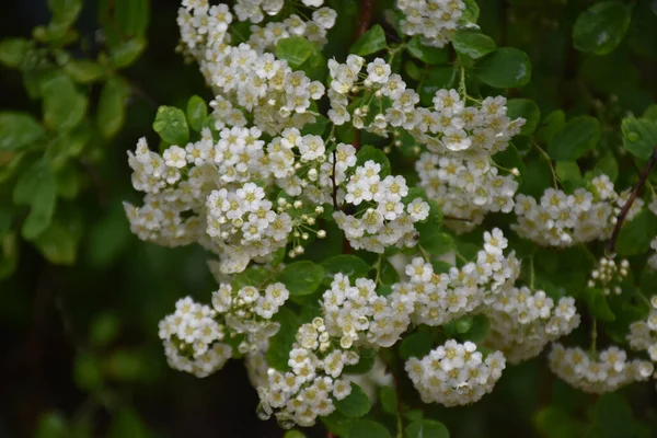 Flores Bonitas Que Crescem Jardim Dia Ensolarado — Fotografia de Stock