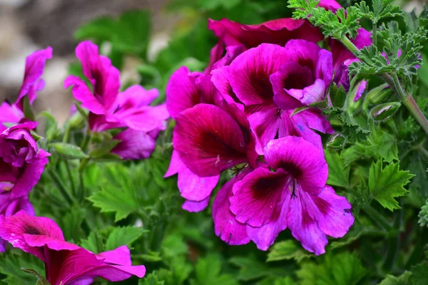 Mooie Bloemen Groeien Tuin Zonnige Dag — Stockfoto